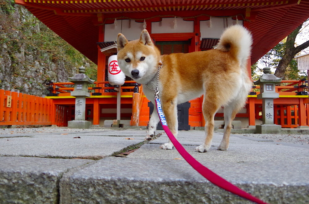 开云体育入口-莫兰特绝杀乾坤，季后赛抢七之夜的孤胆英雄