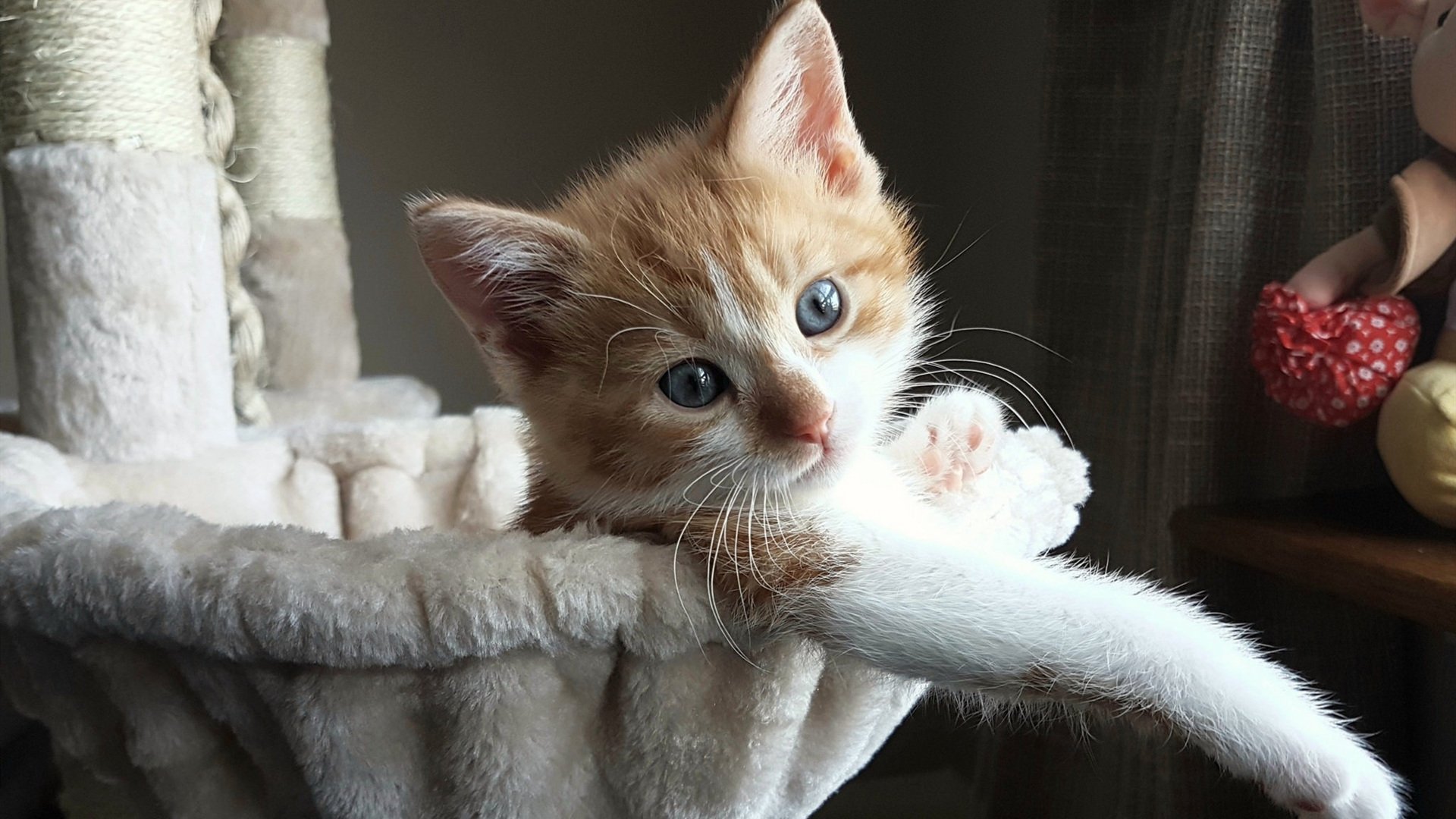 开云体育平台APP-巨星与黑马，哈兰德统治攻防与勒沃库森末节的韧性启示