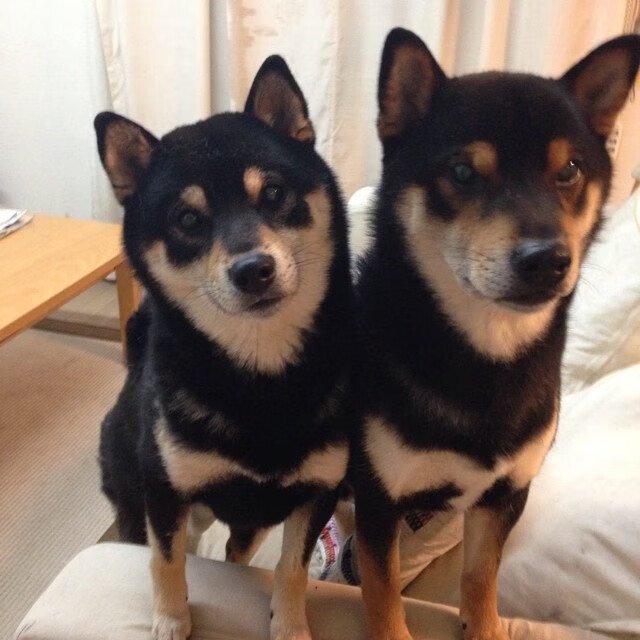 开云体育下载-双线告捷，湖人轻取北京队，福克斯闪耀欧冠半决赛