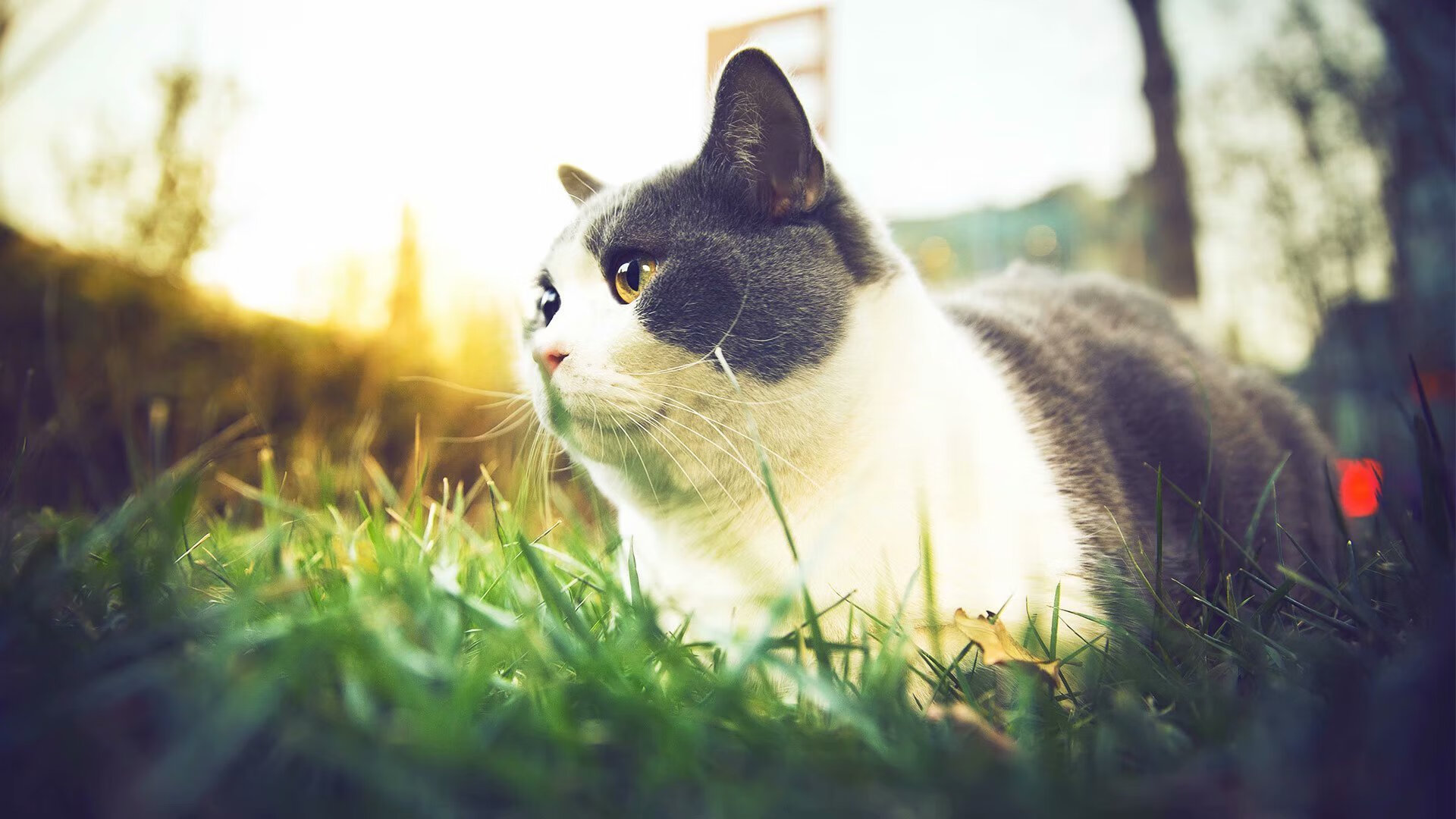 开云体育中国-天堑鸿沟，开拓者碾压76人背后，杰伦·格林正定义着超巨的终极价值