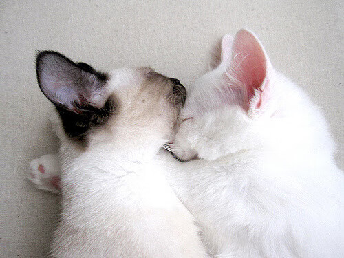 开云体育下载-贝恩末节爆发主宰攻防,芝加哥公牛轻取山西锁定胜局