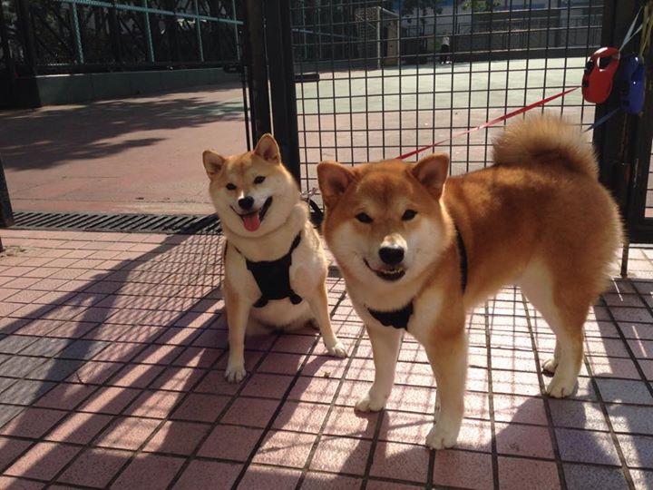 雷霆三节打卡力克老鹰，武切维奇爆砍新高助公牛胜出