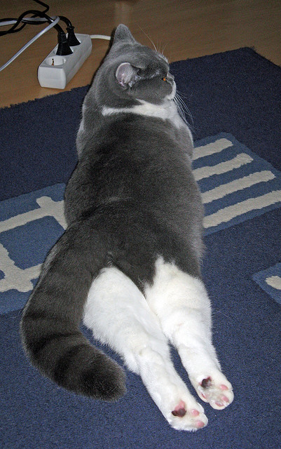 神射手的呼吸，布克如何在年度焦点之战中诠释稳定