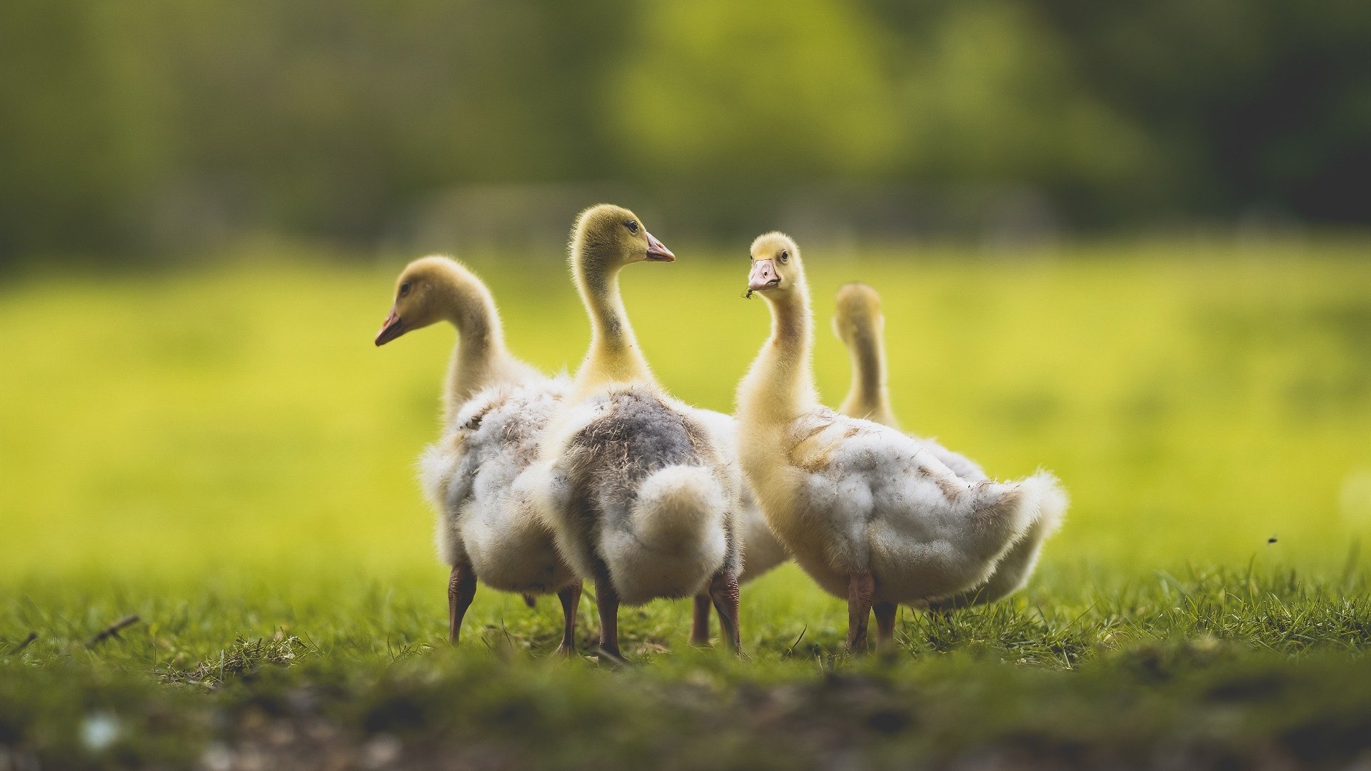 哈登41分风暴席卷球场,马刺式防守绞杀浙江男篮
