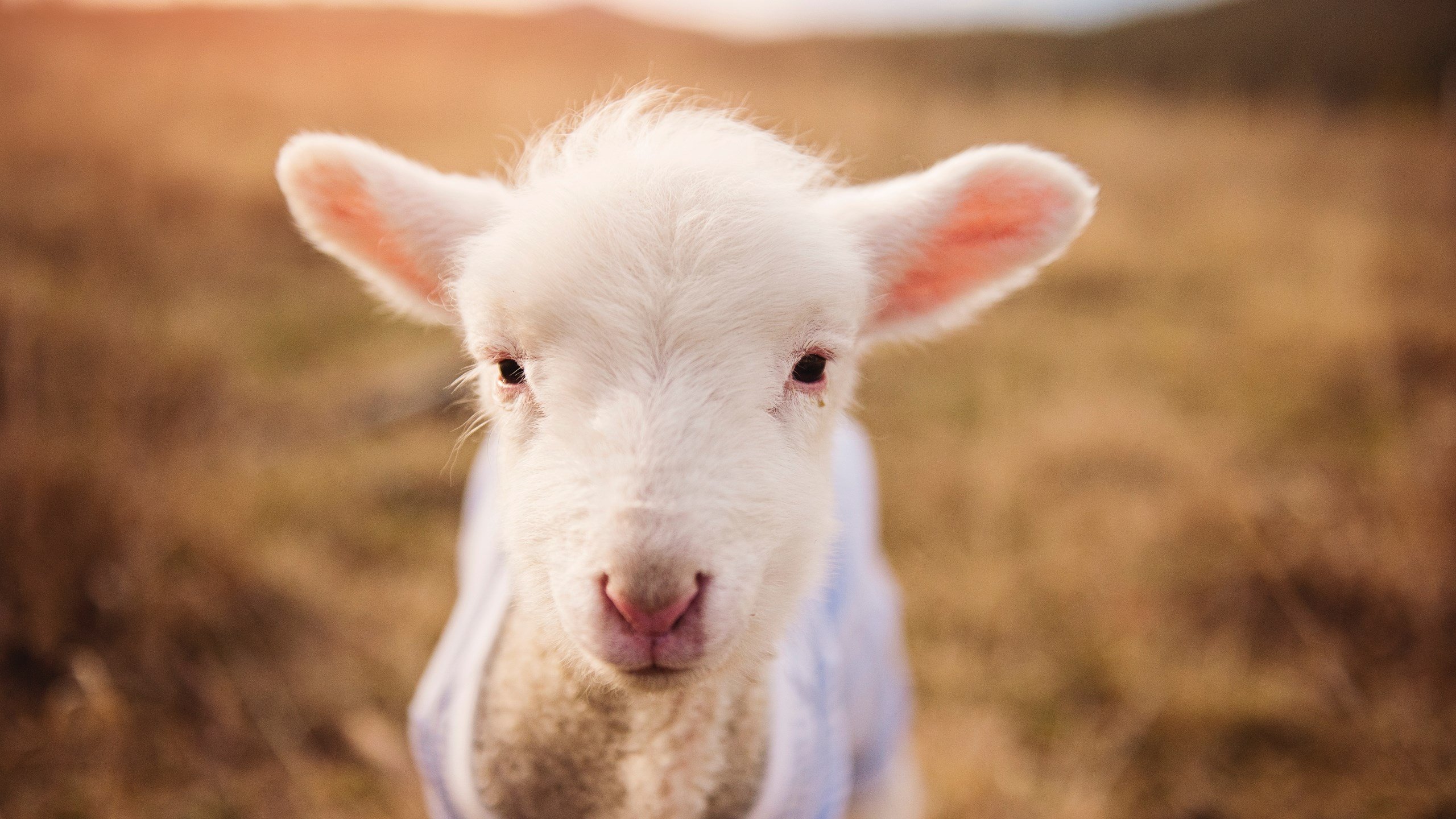 开云体育-欧洲不眠夜,当欧冠焦点在篮球场提前上演