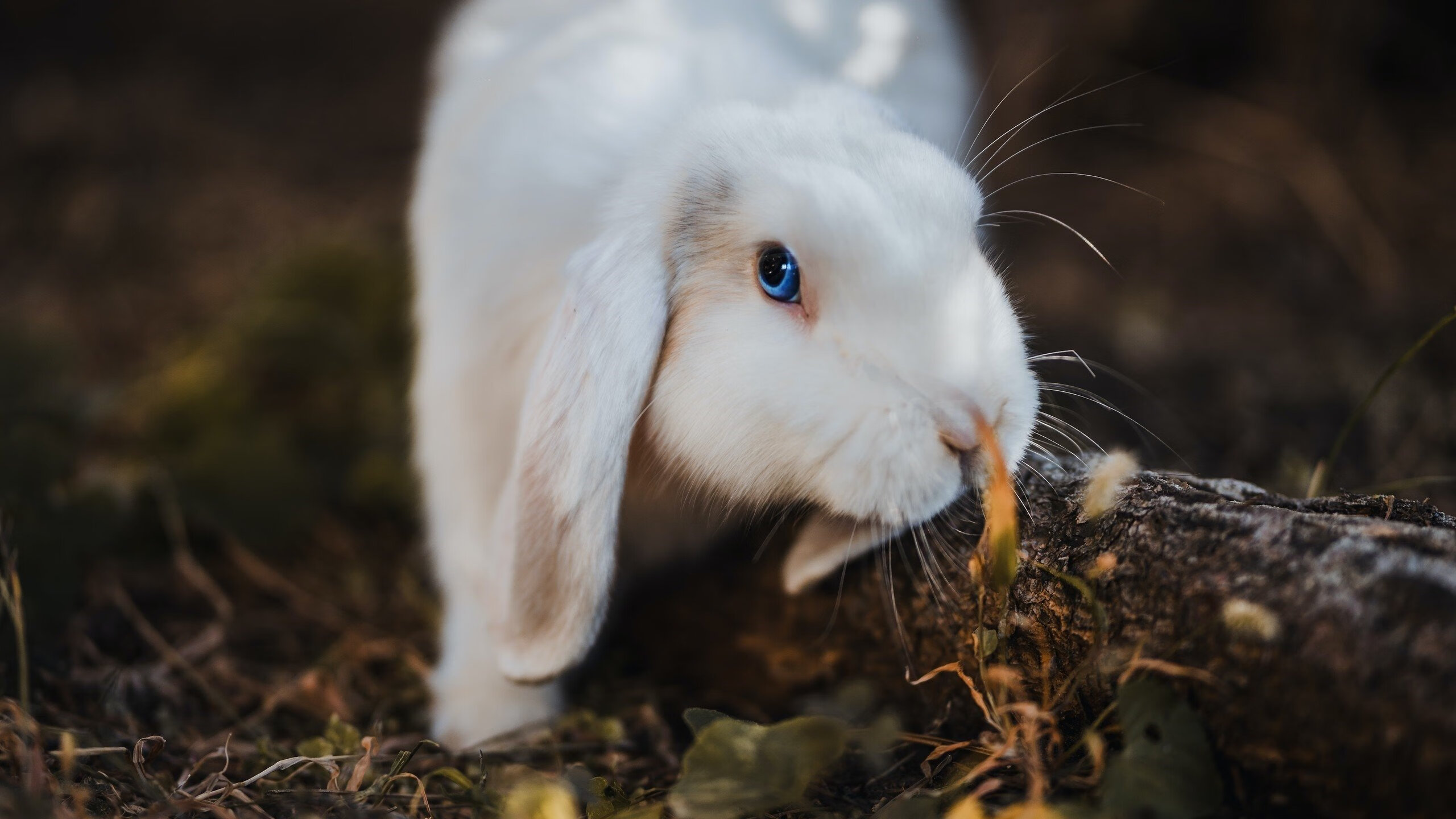 开云体育app-火箭血拼快船,锡安化身关键先生主宰天王山