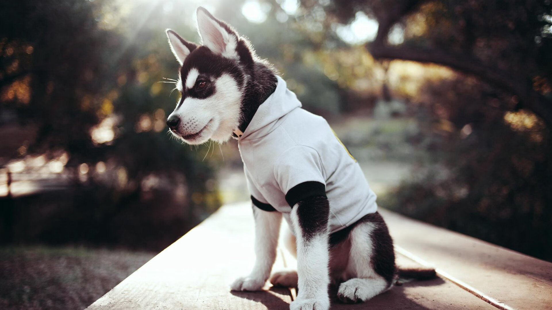 德甲争冠战之夜，那双浓眉如何让对手陷入绝望深渊