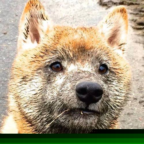 熔炉中的淬炼，亚特兰大末节风暴击碎委内瑞拉坚韧防线