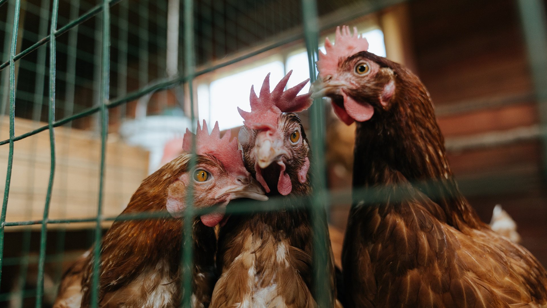 字母哥绝境怒吼，压力之下，雄鹿杀神完成终极觉醒