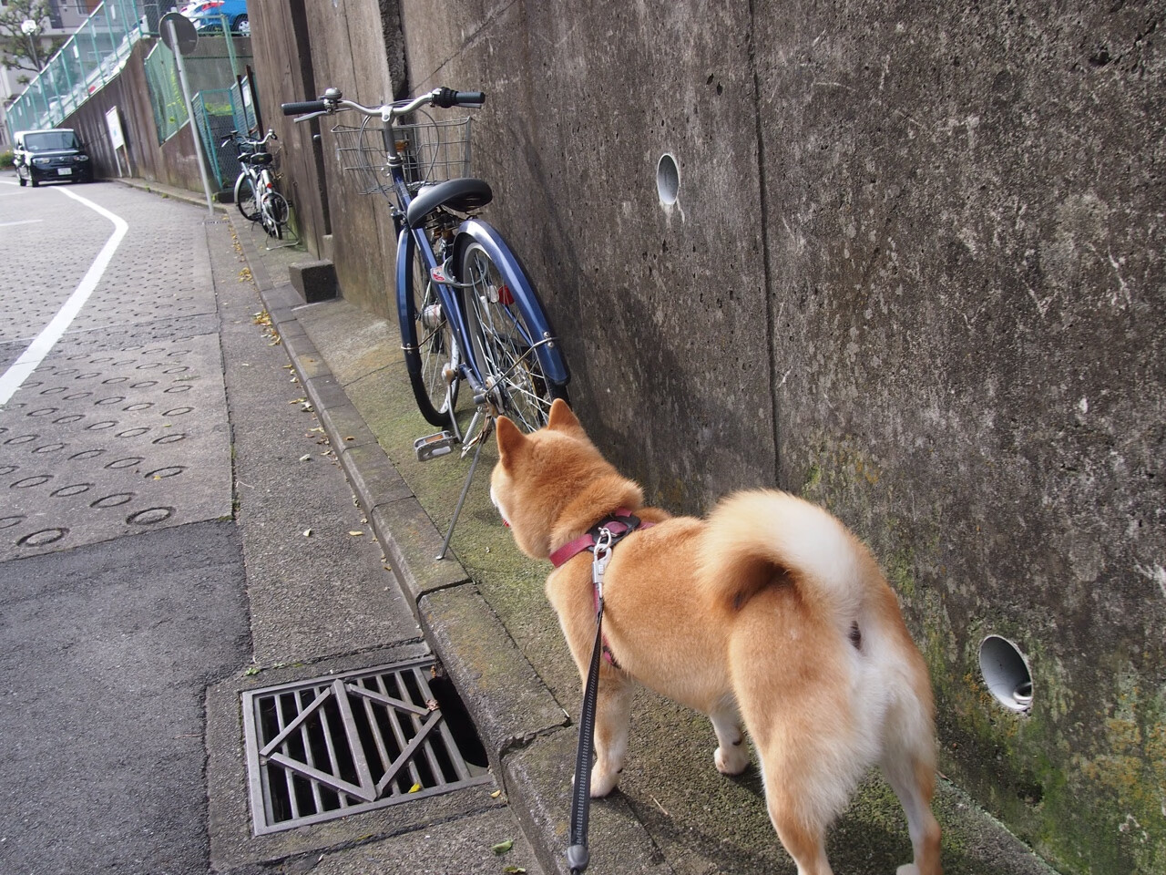 全球焦点下的双重博弈,NBA总决赛的激情与沙特-奥地利封锁的暗流