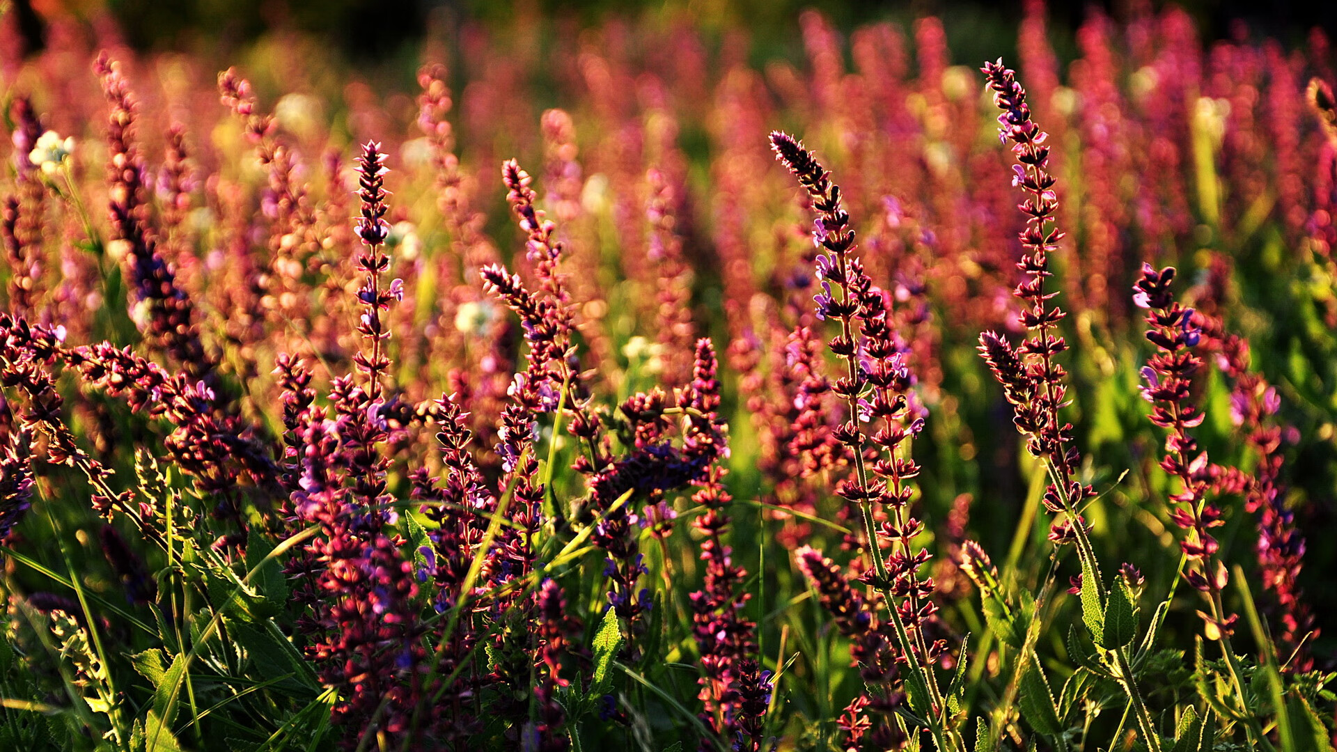 强势晋级！中国淘汰澳大利亚，阿圭罗终场绝杀封神