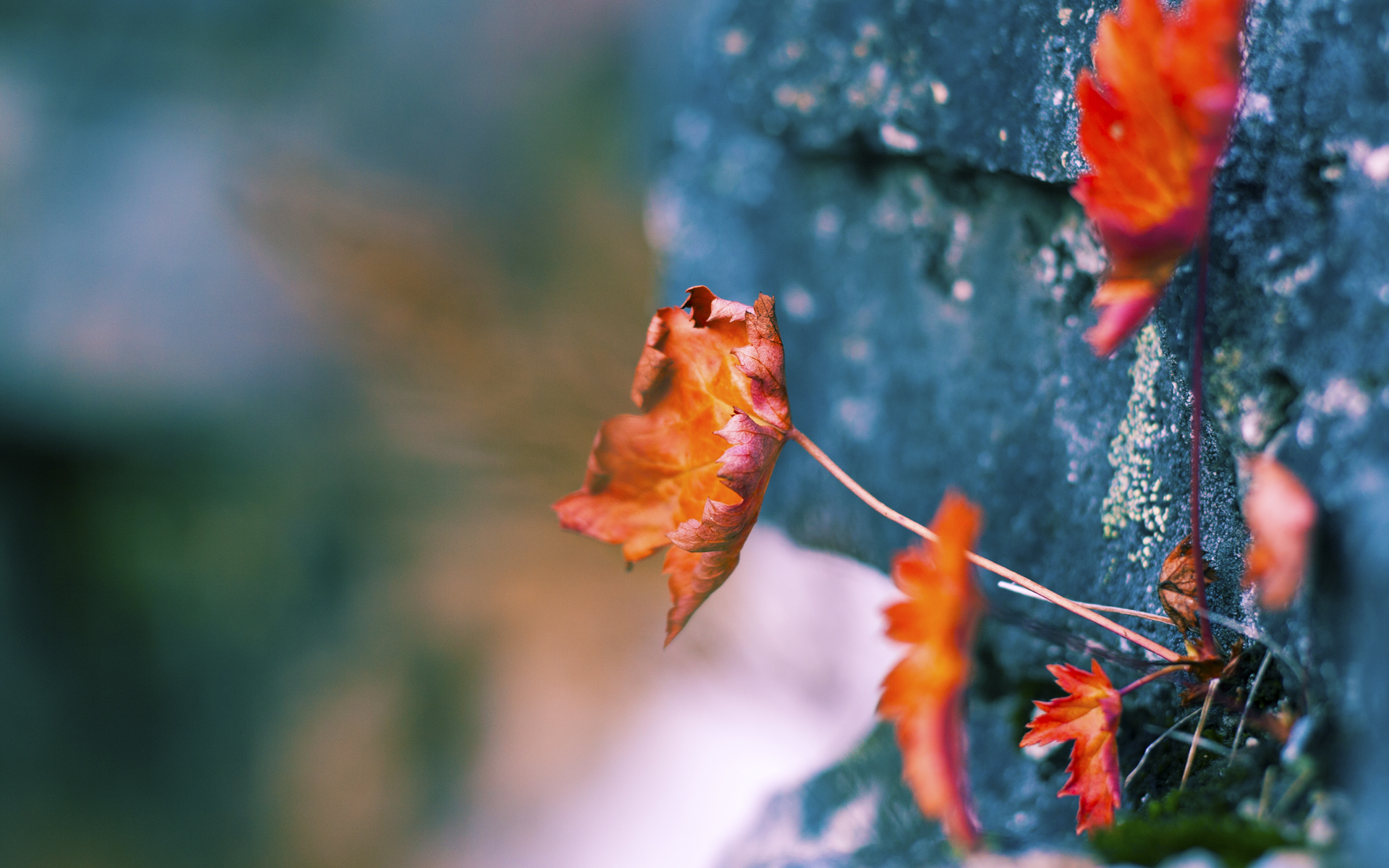 存在感拉满，当欧冠铁蹄踏碎星空，约基奇在另一个赛场雕刻不朽