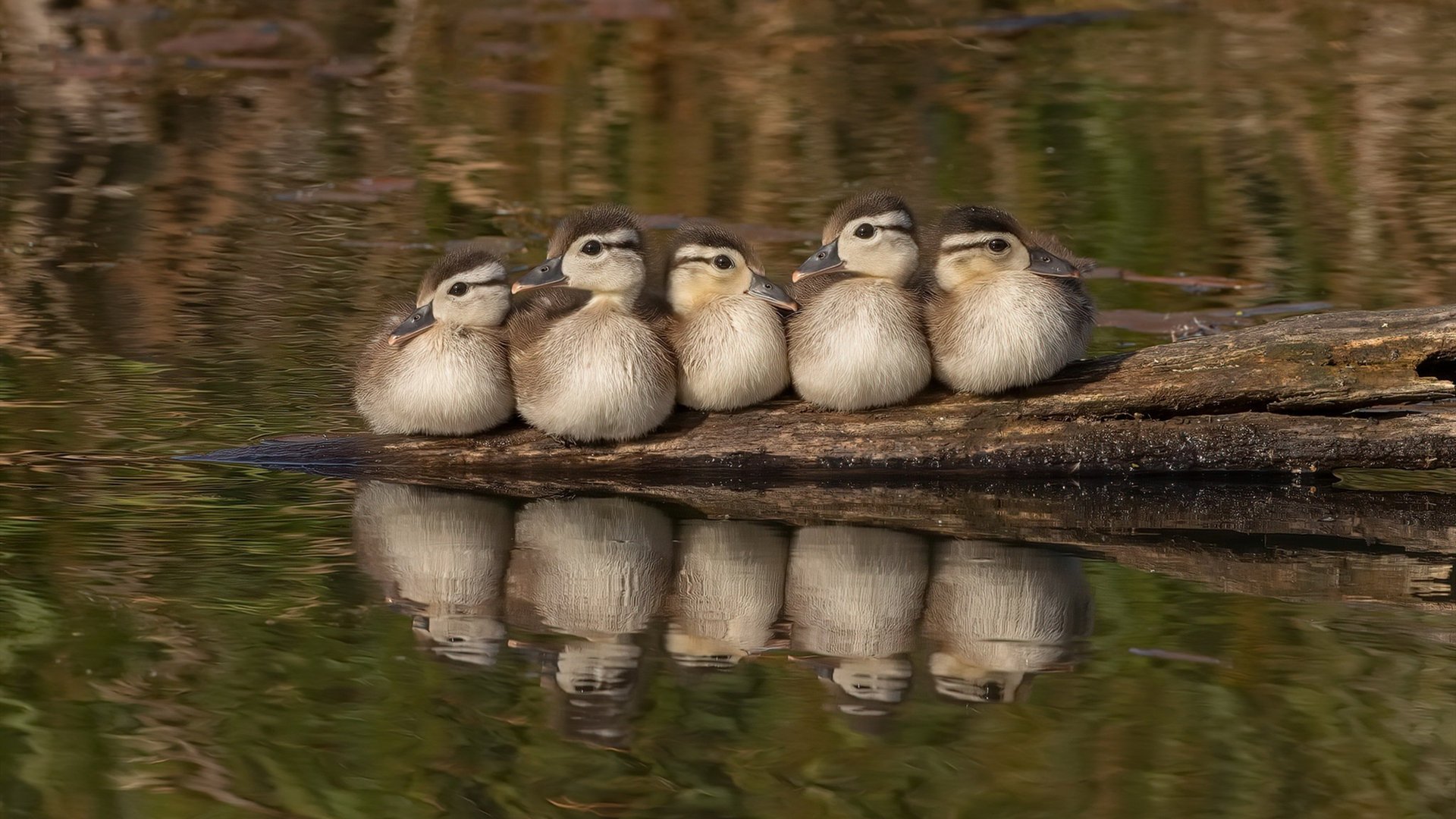 指尖翻转的星河，乔治季后赛之夜掌控全场