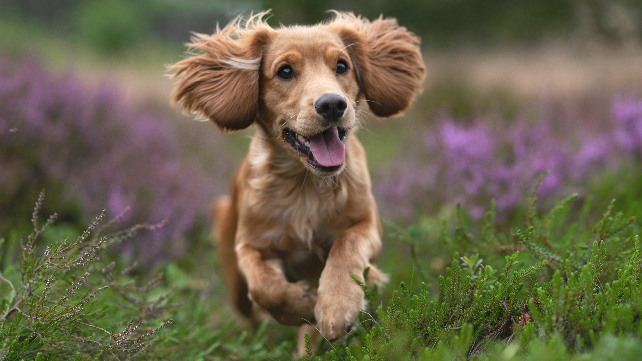 意甲焦点战，马里锋霸末节定乾坤，瑞士铁闸徒留遗憾